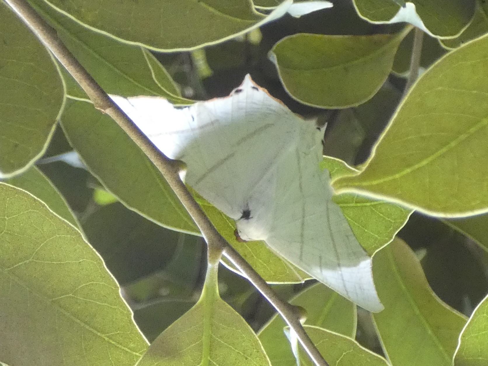 photo_1